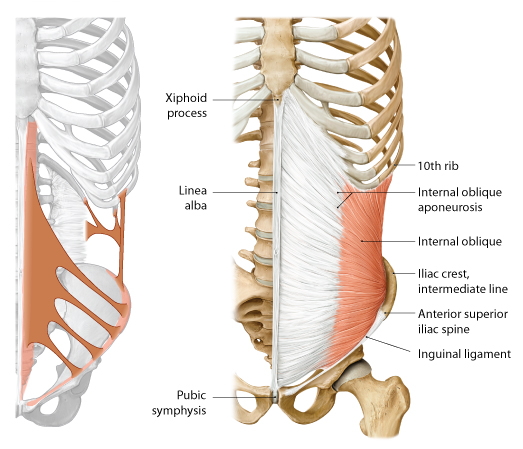 Anatomy Iliac Crest - Anatomy Source Diagram